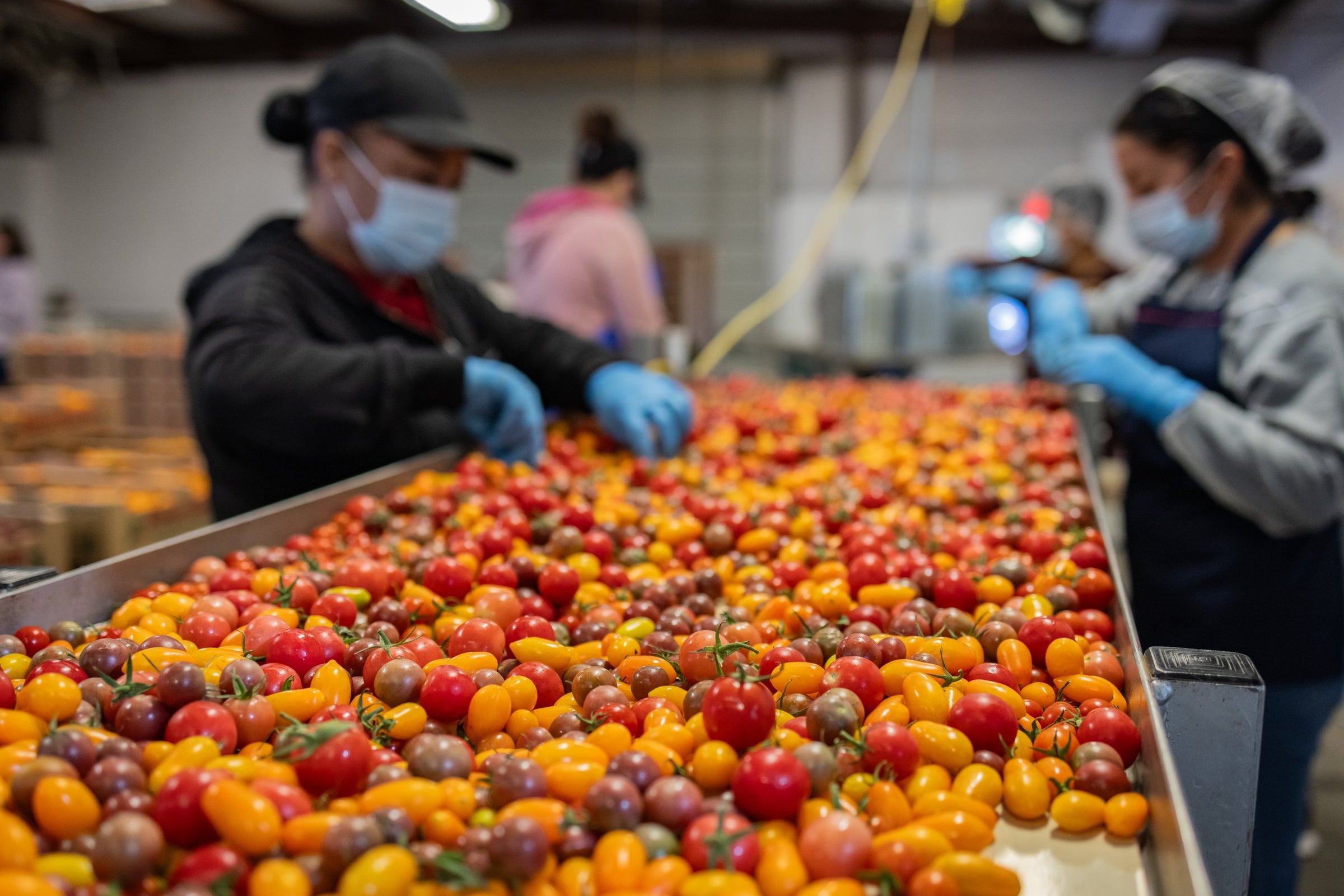 Assorted colored tomatoes being picked through at a processing facility.