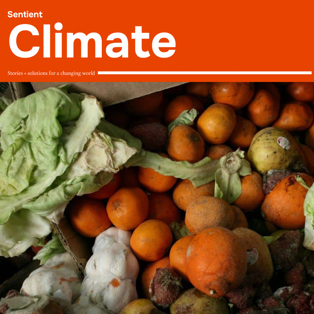 Sentient Climate logo with photo of aging vegetables